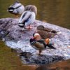 Central Park's Celebrated Mandarin Duck Has Flown Around The Corner For A Pack Of Smokes